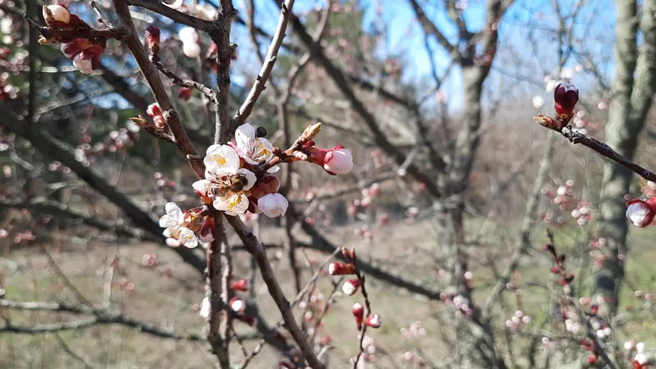 蜜蜂飞到野生樱花上采集花粉视频素材