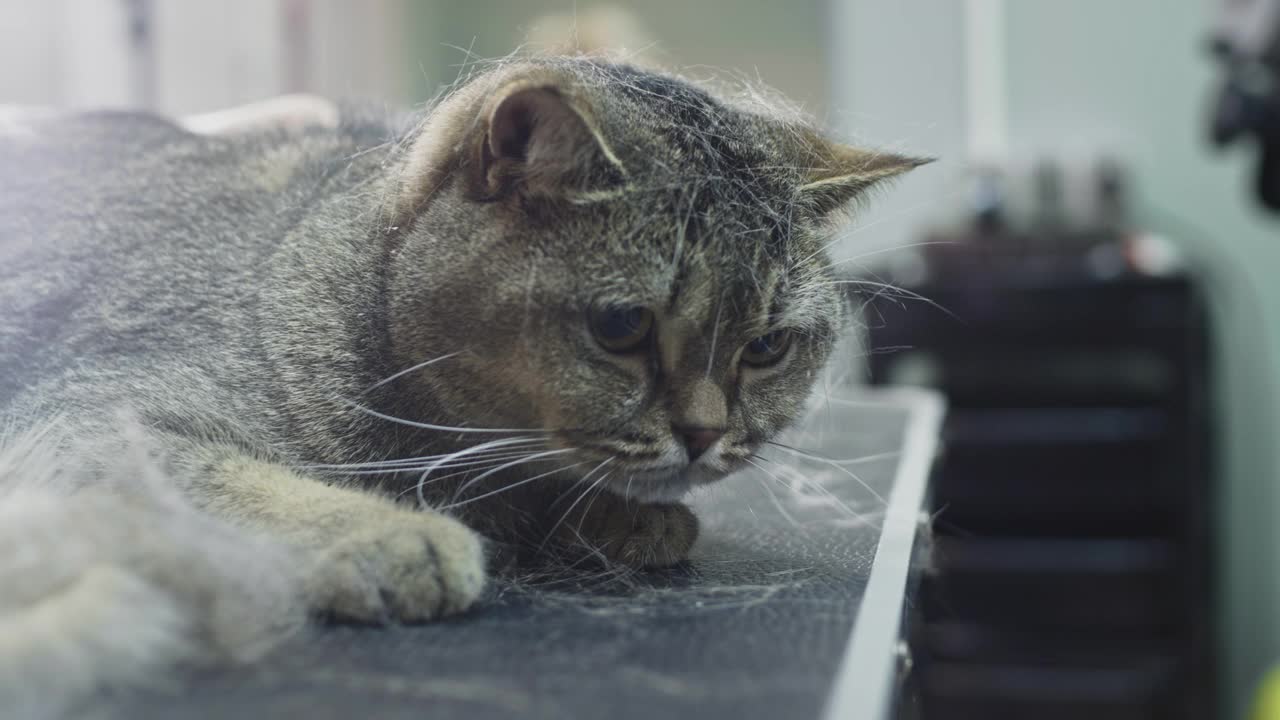 在沙龙里为猫梳理毛发。医生女孩用梳子搔猫的毛，理发。视频素材