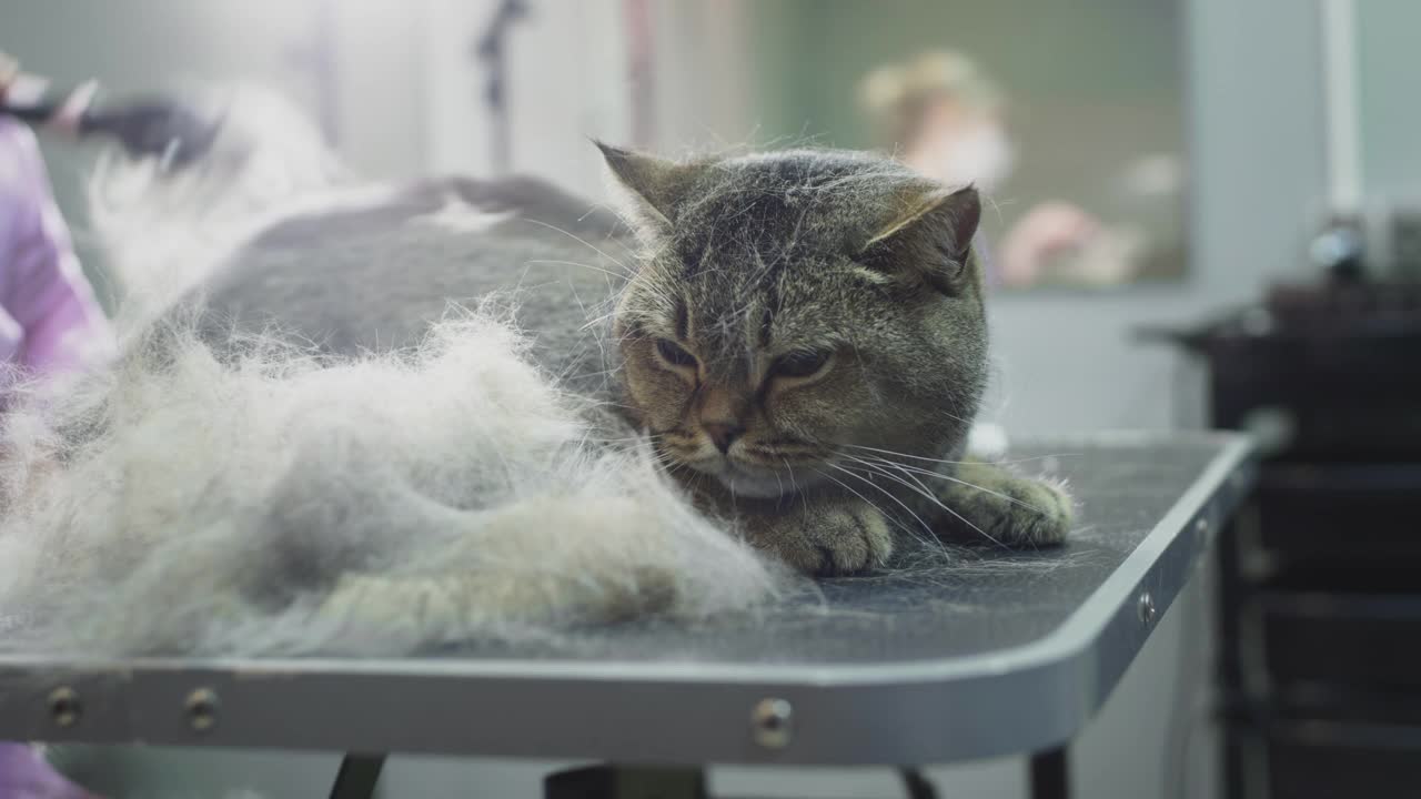 在沙龙里为猫梳理毛发。医生女孩用梳子搔猫的毛，理发。视频素材