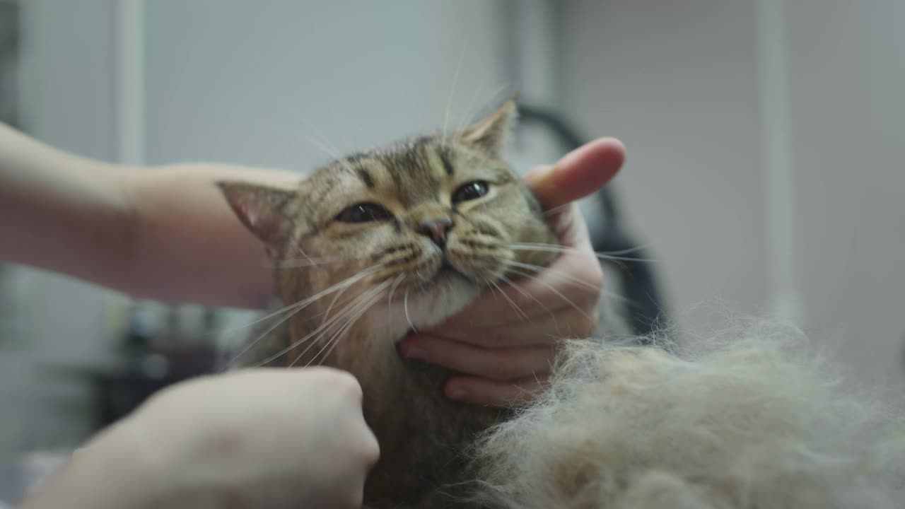 在沙龙里为猫梳理毛发。医生女孩用梳子搔猫的毛，理发。视频素材