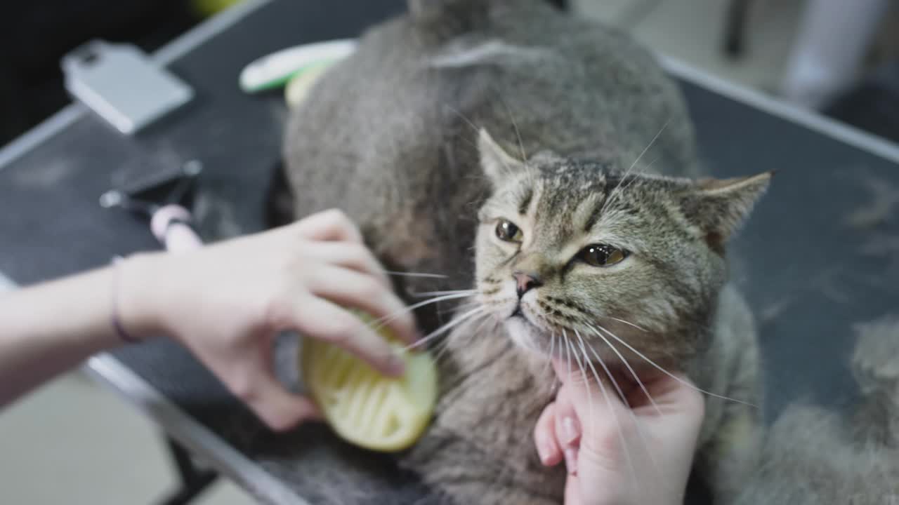 在沙龙里为猫梳理毛发。医生女孩用梳子搔猫的毛，理发。视频素材