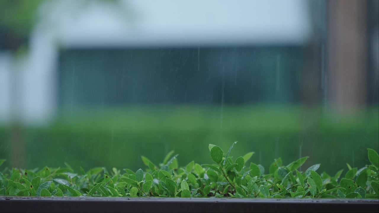 在雨天的城市里，新鲜的绿色树叶自然生长视频素材画面2