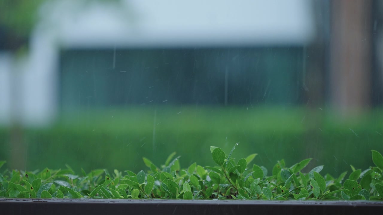 在雨天的城市里，新鲜的绿色树叶自然生长视频素材画面3