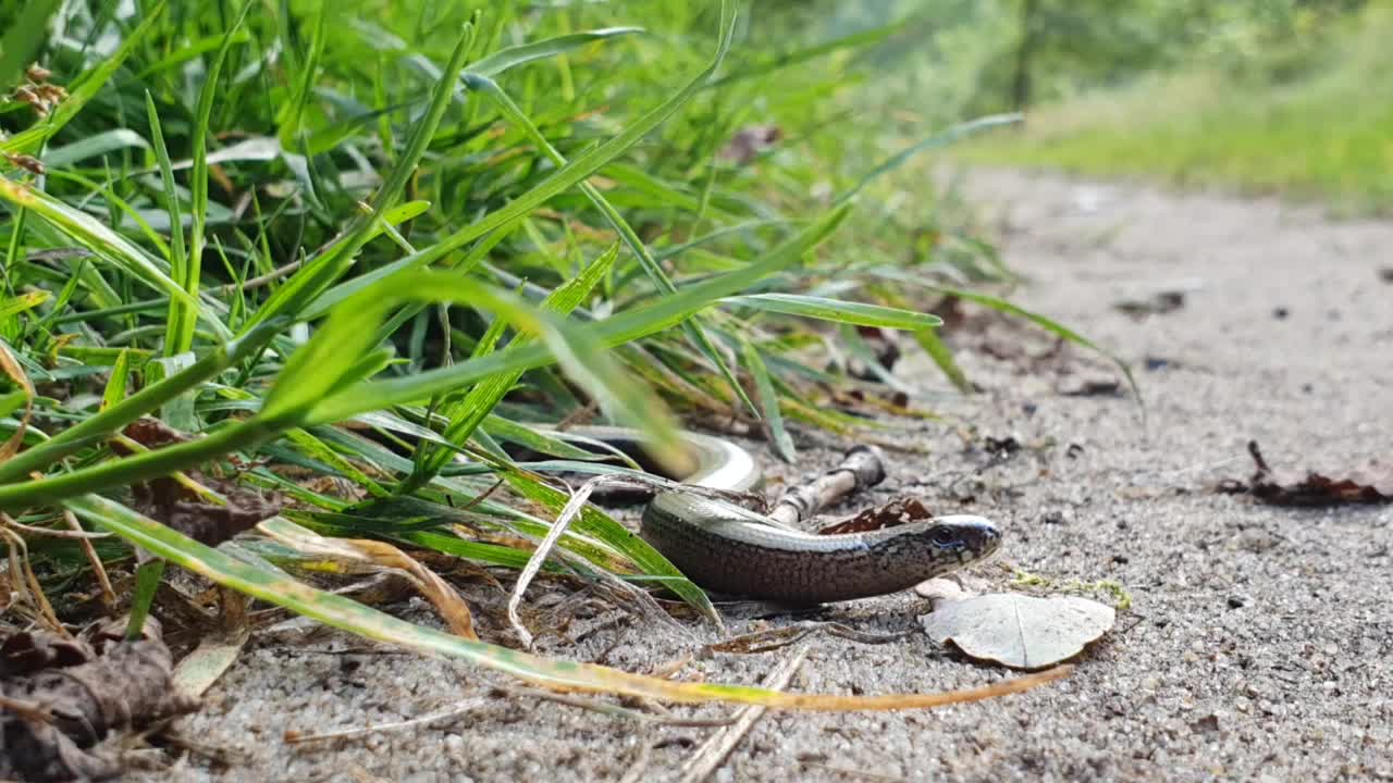 在自然界的一些草之间的盲虫视频下载