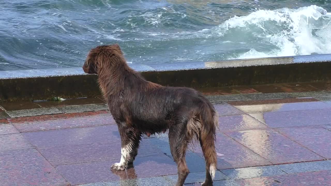 有趣的湿小狗追着海浪，抓住飞溅的浪花。视频素材