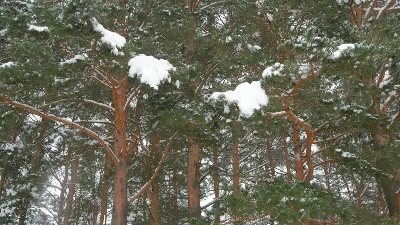 冬天，松树林的雪花飘落。视频素材