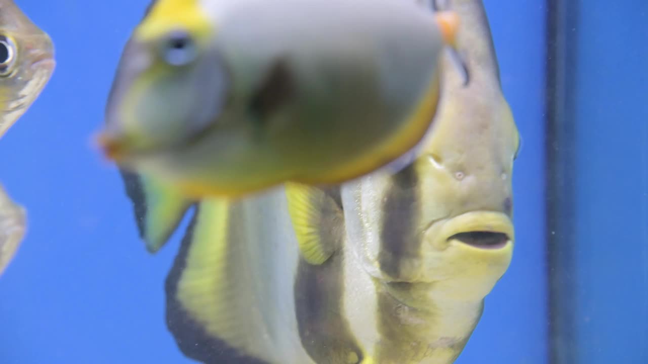 水族馆里五颜六色的鱼在珊瑚中间。海洋生物背景视频素材