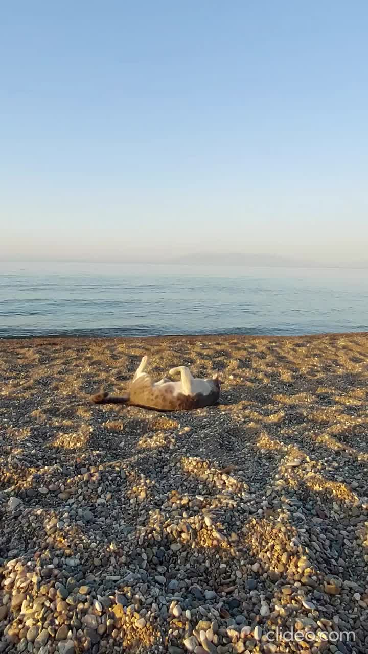 让猫呆在卵石沙滩上看海视频素材