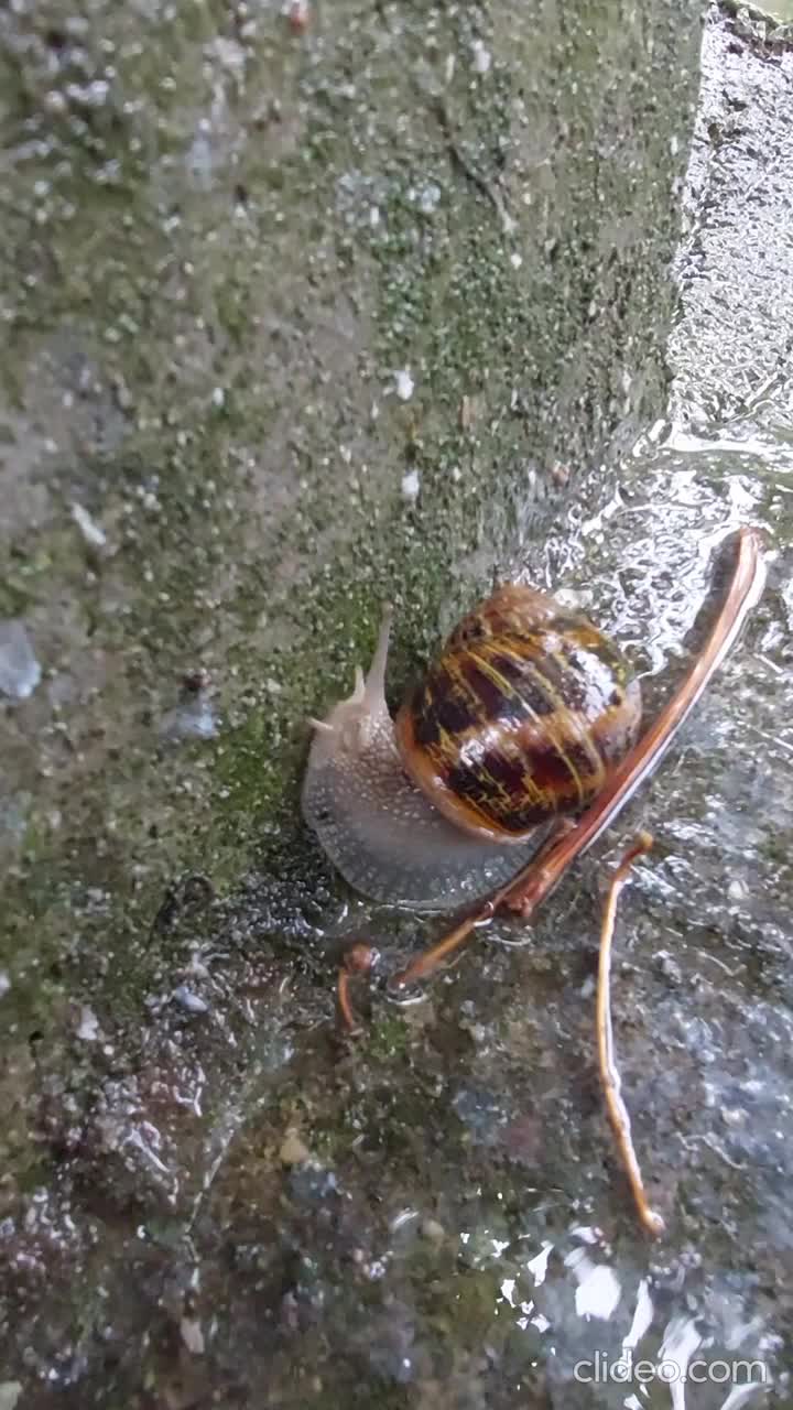 蜗牛在雨中在混凝土表面爬行视频下载