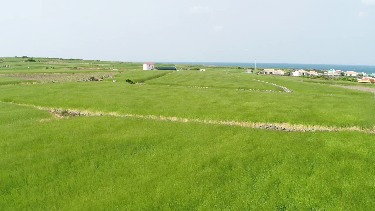 韩国济州岛西归浦加坡岛的麦田和风力发电机风光视频素材