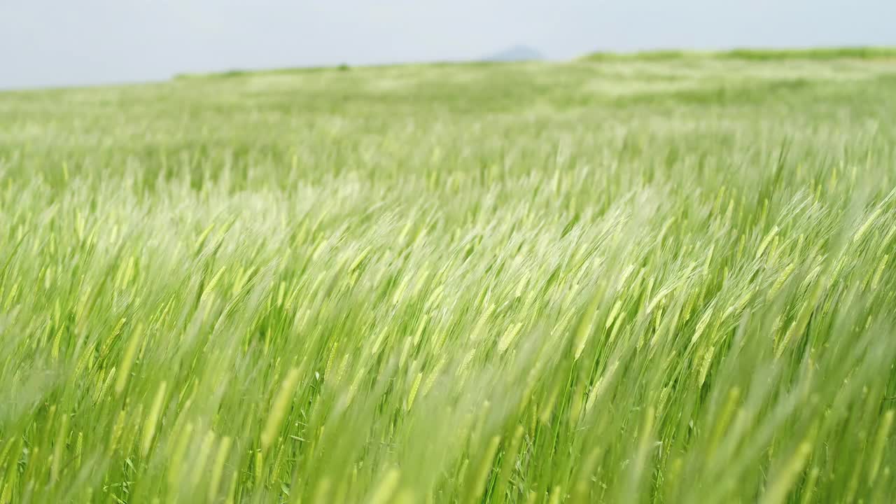 韩国济州岛西归浦加坡岛麦田的景色视频素材