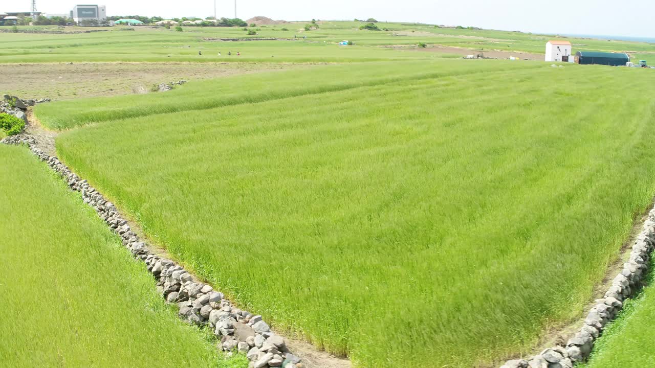 韩国济州岛西归浦加坡岛麦田的景色视频素材