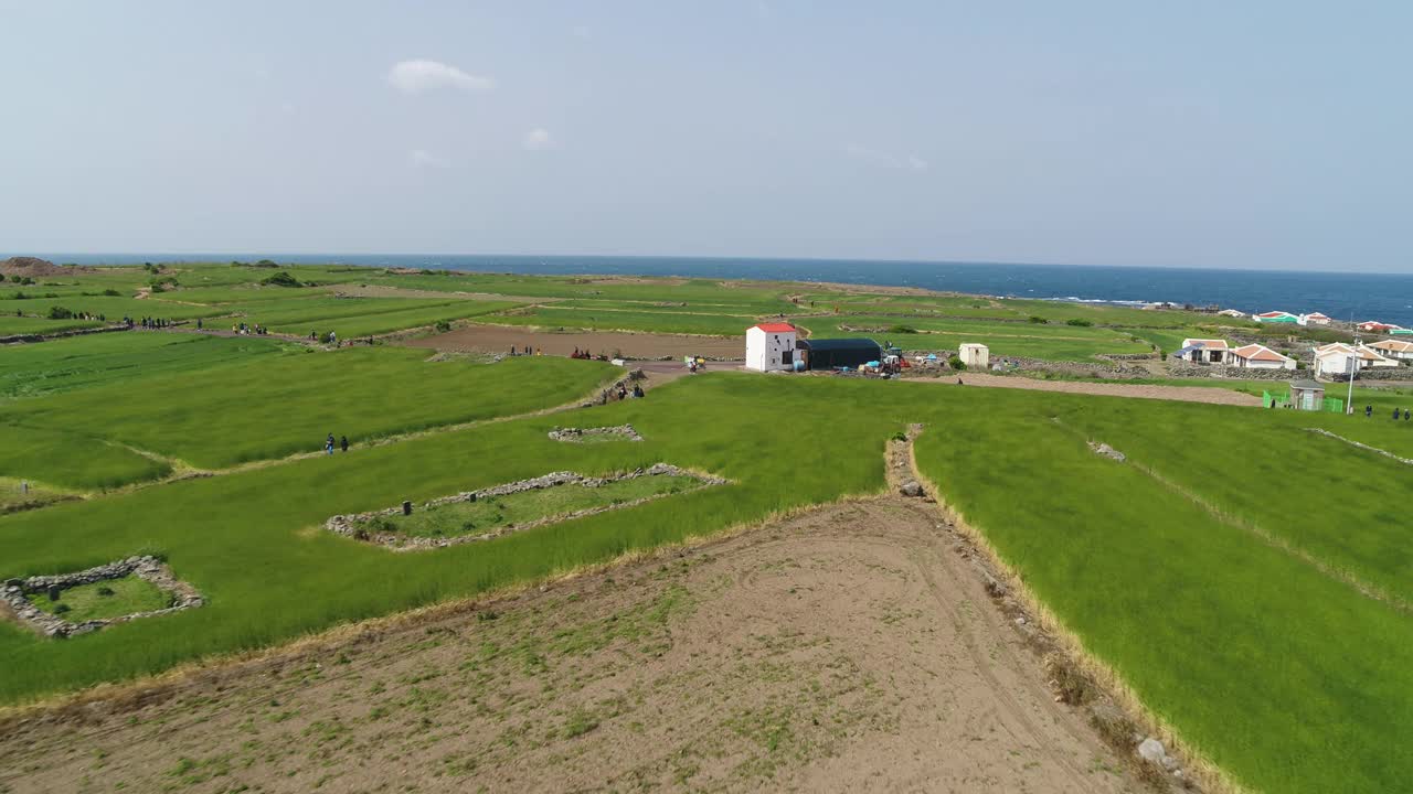 韩国济州岛西归浦加坡岛麦田的景色视频素材