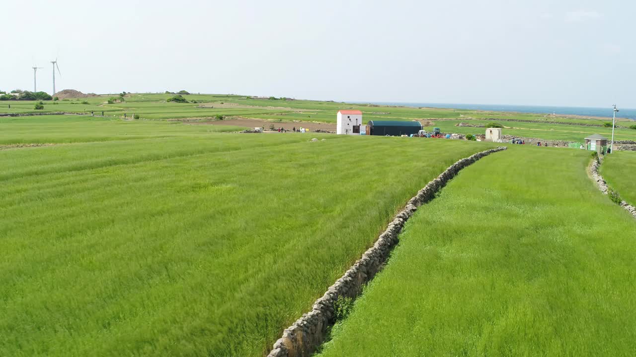 韩国济州岛西归浦加坡岛麦田的景色视频素材