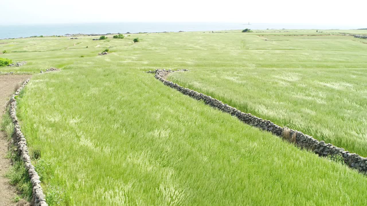 韩国济州岛西归浦加坡岛的农田景色视频素材