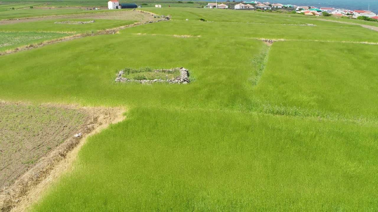 韩国济州岛西归浦加坡岛麦田的景色视频素材