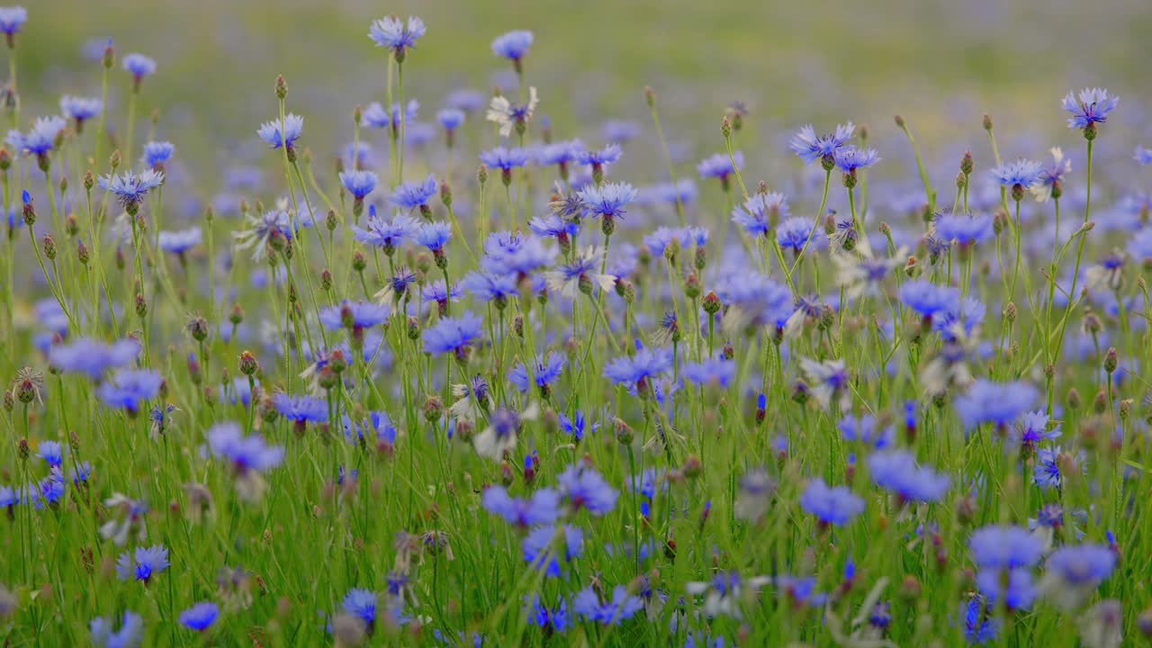 WS草地上长满了矢车菊视频素材