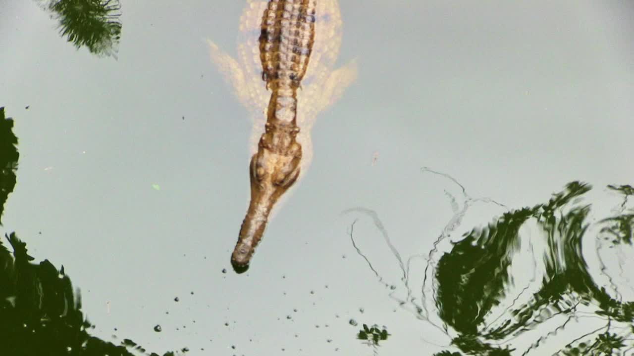 在浑浊的水中游泳的澳大利亚淡水鳄鱼视频素材