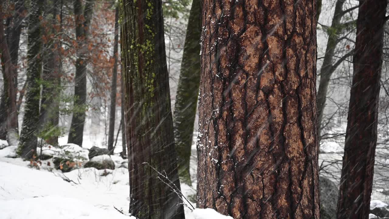 大红杉树和驱动雪视频素材