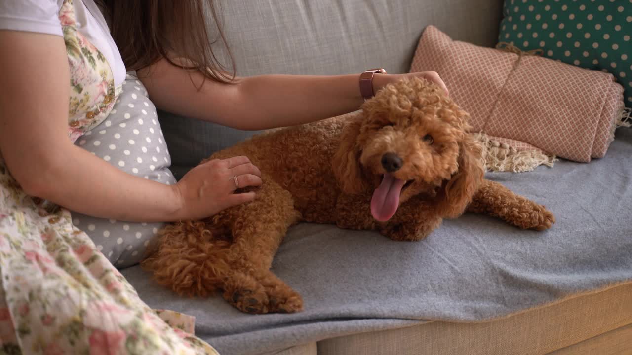 年轻女子在家抱着狗视频素材