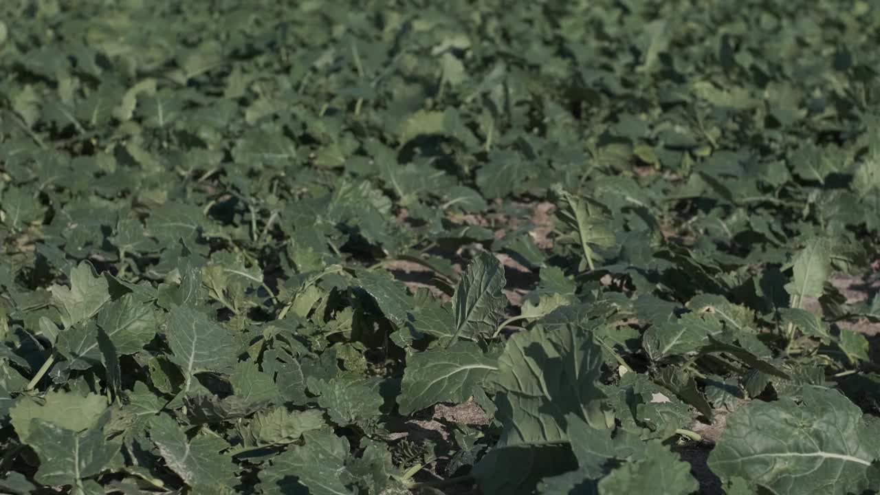 农村地里种着茄子。种植的农场与天然食物拍摄近距离4k超高清视频素材