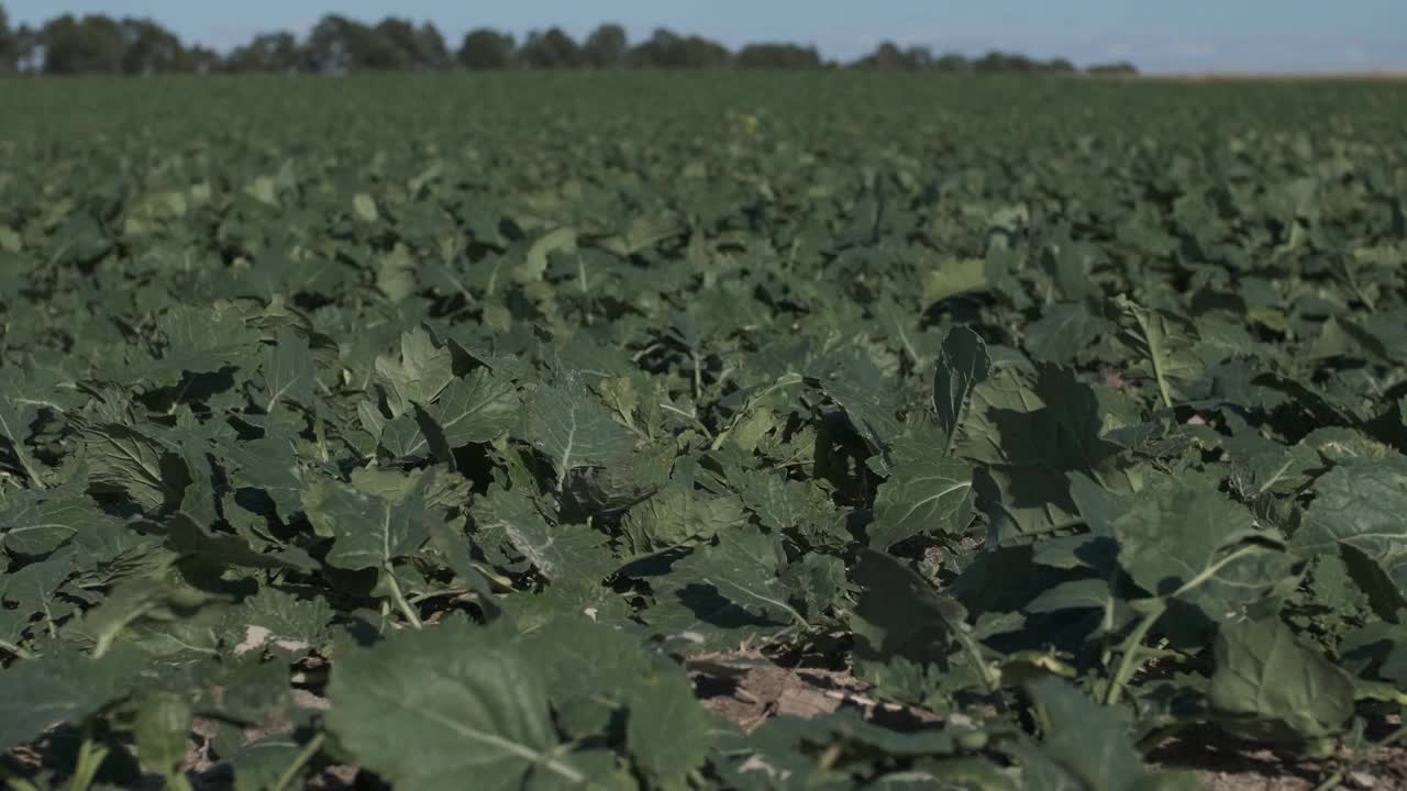 秋天，种植在农田里的茄子芽，拍摄了4k全景特写视频剪辑视频素材