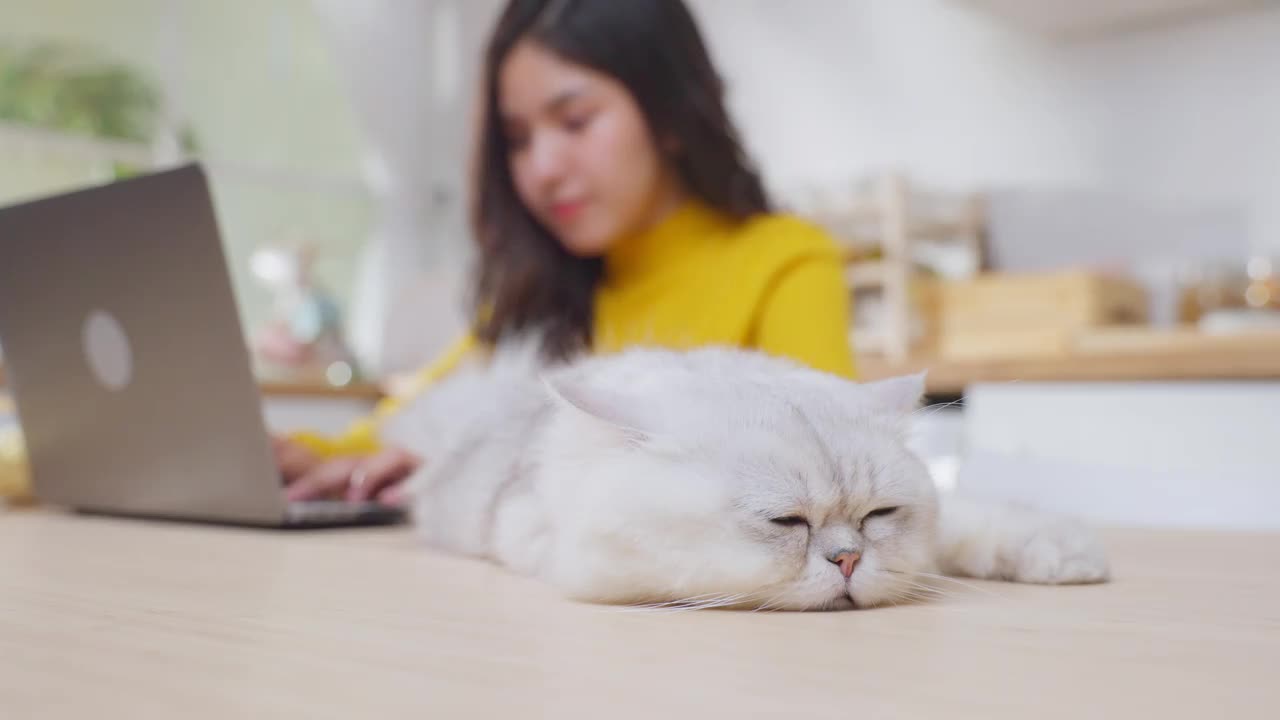 亚洲年轻女子因对猫毛过敏而打喷嚏。漂亮漂亮的女孩在家用笔记本电脑工作，打喷嚏时用纸巾捂住鼻子，因为宠物的皮毛过敏。视频素材