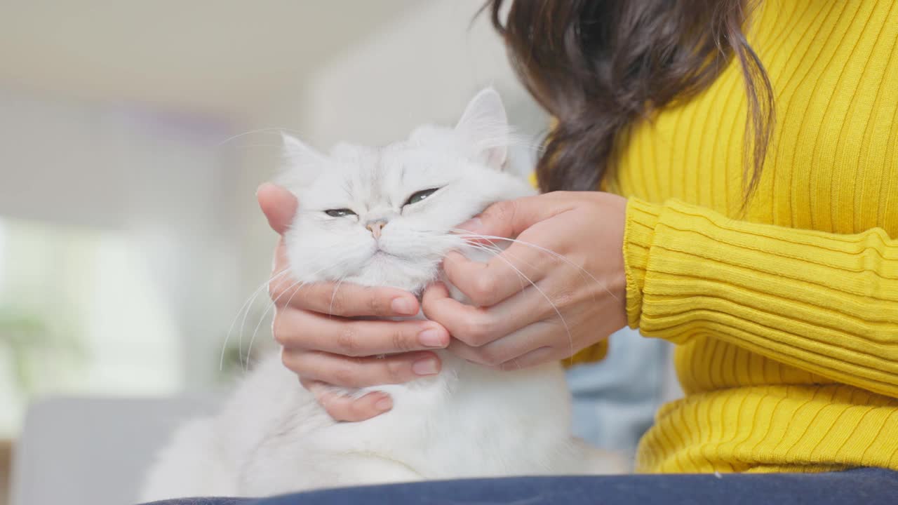 抱着小猫的女人双手合十，幸福地呆在家里。迷人的美女坐在沙发上，在家里的客厅里和温柔地按摩着她的宠物。视频素材