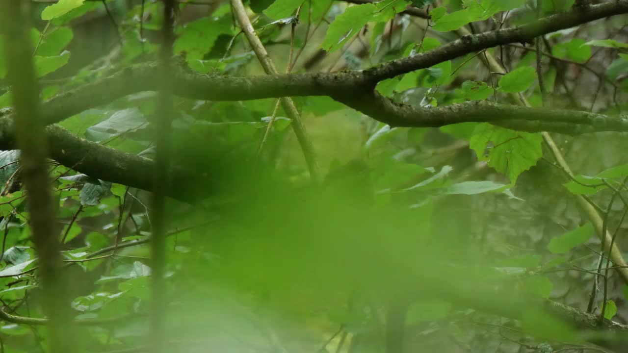 普通的乌鸫(乌鸫)幼雏，白俄罗斯视频素材