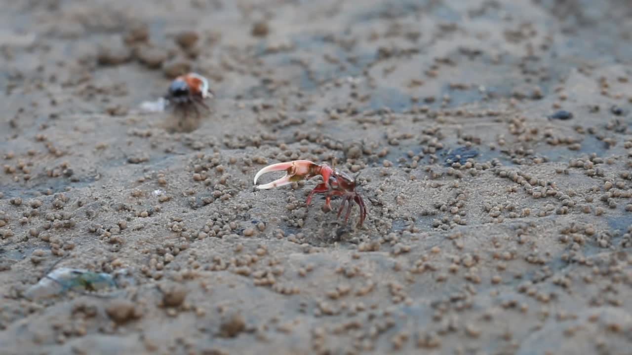 海滩上的海蟹，水蟹，招潮蟹，红蟹，红树林蟹，单腿蟹视频素材