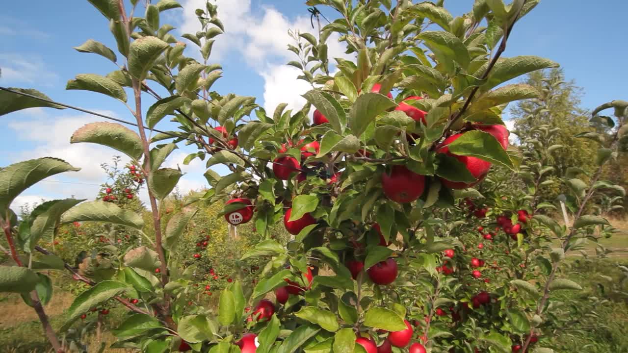 越来越多的苹果。苹果园里有苹果。苹果花园。苹果树上结着红苹果。视频素材