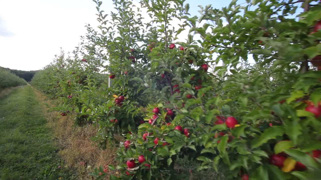 越来越多的苹果。苹果园里有苹果。苹果花园。苹果树上结着红苹果。视频素材