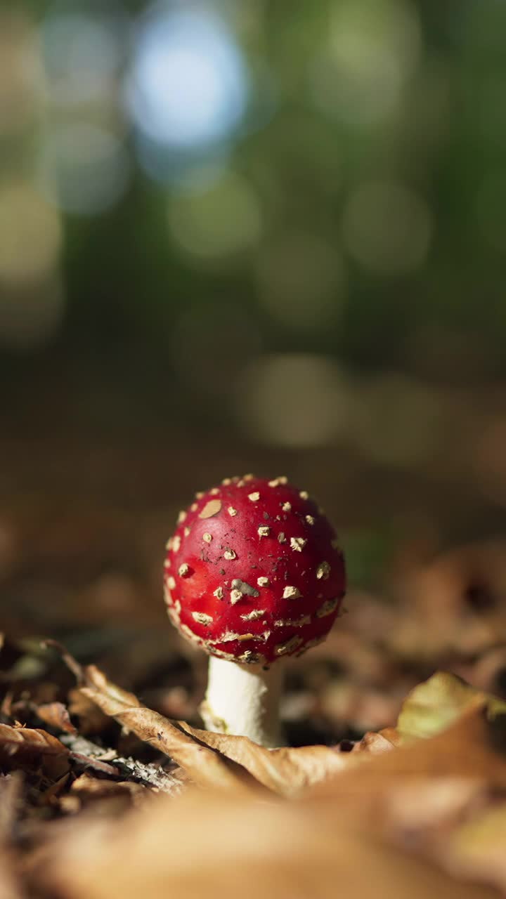 漂亮的红白相间的小飞木耳视频素材