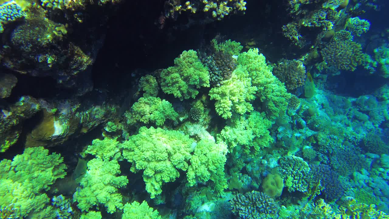 珊瑚礁。红海。从上面看珊瑚礁视频素材