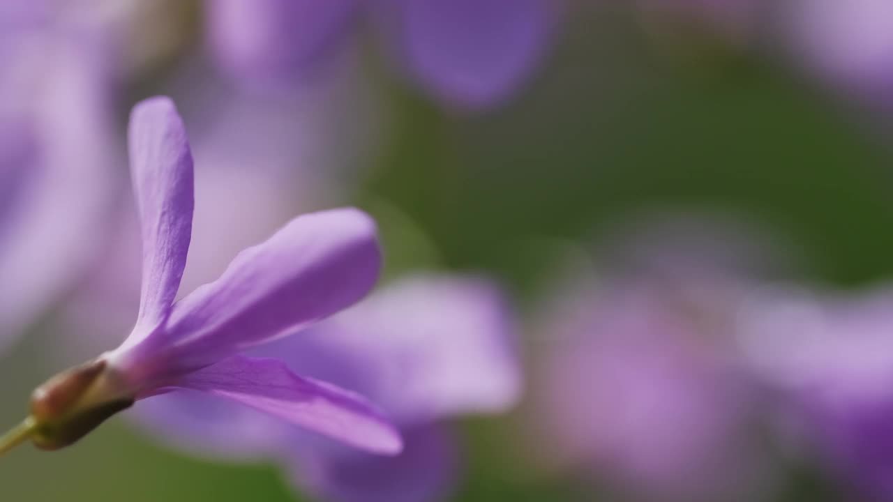 春天的森林里有粉红色的野花视频素材