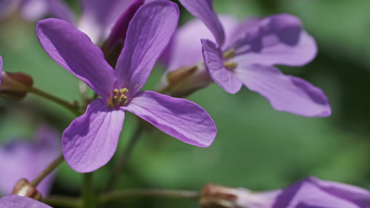 春天的森林里有粉红色的野花视频素材