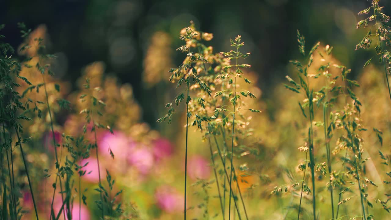 野草在风中飞舞。慢镜头视频素材