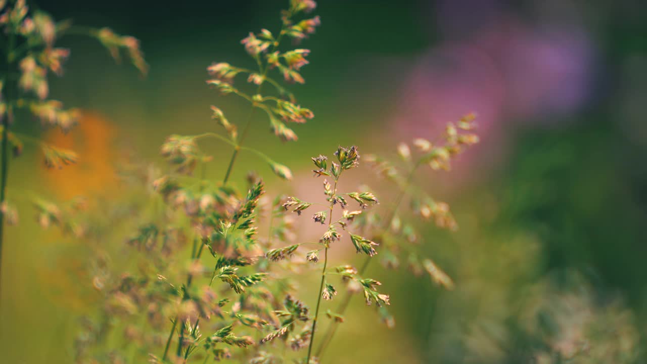 野草在风中飞舞。慢镜头视频素材