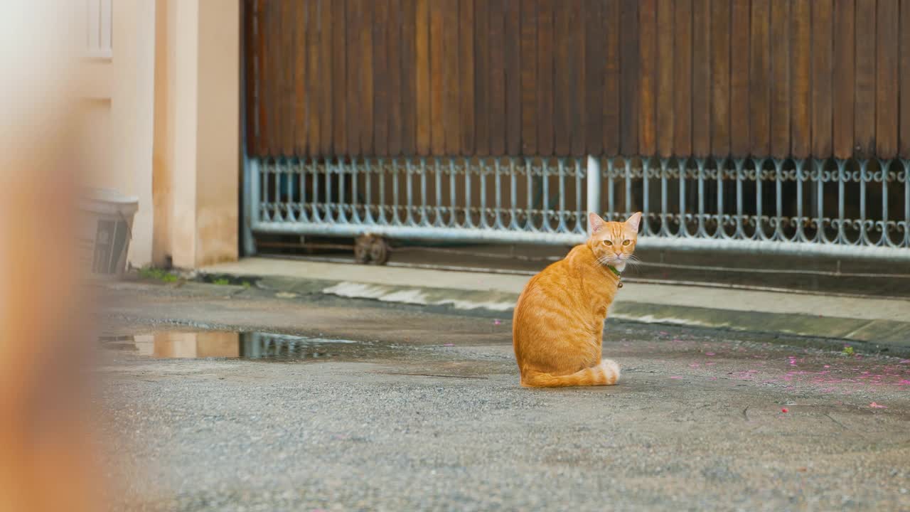 可爱的猫。视频素材