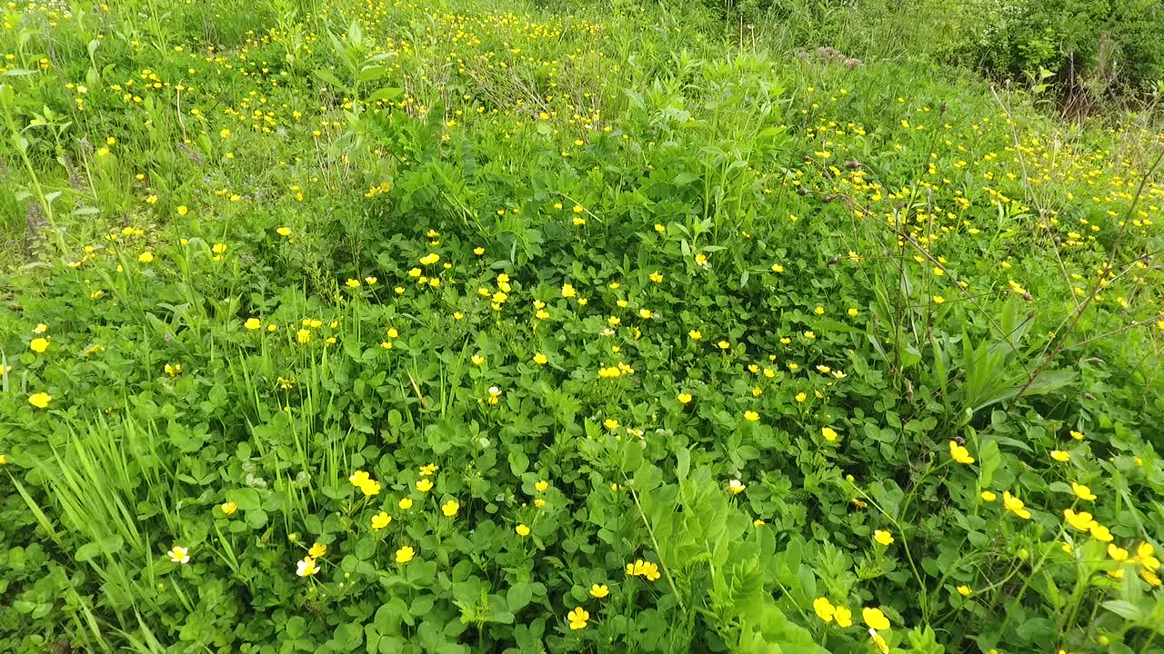 绿色的草和花在风中摇摆视频素材