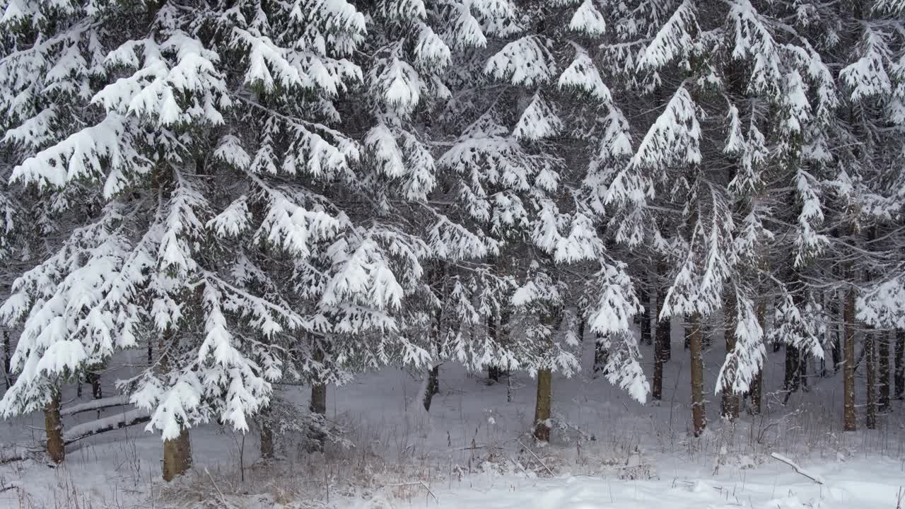 冬天的冷杉森林。冷杉树被雪覆盖着视频素材