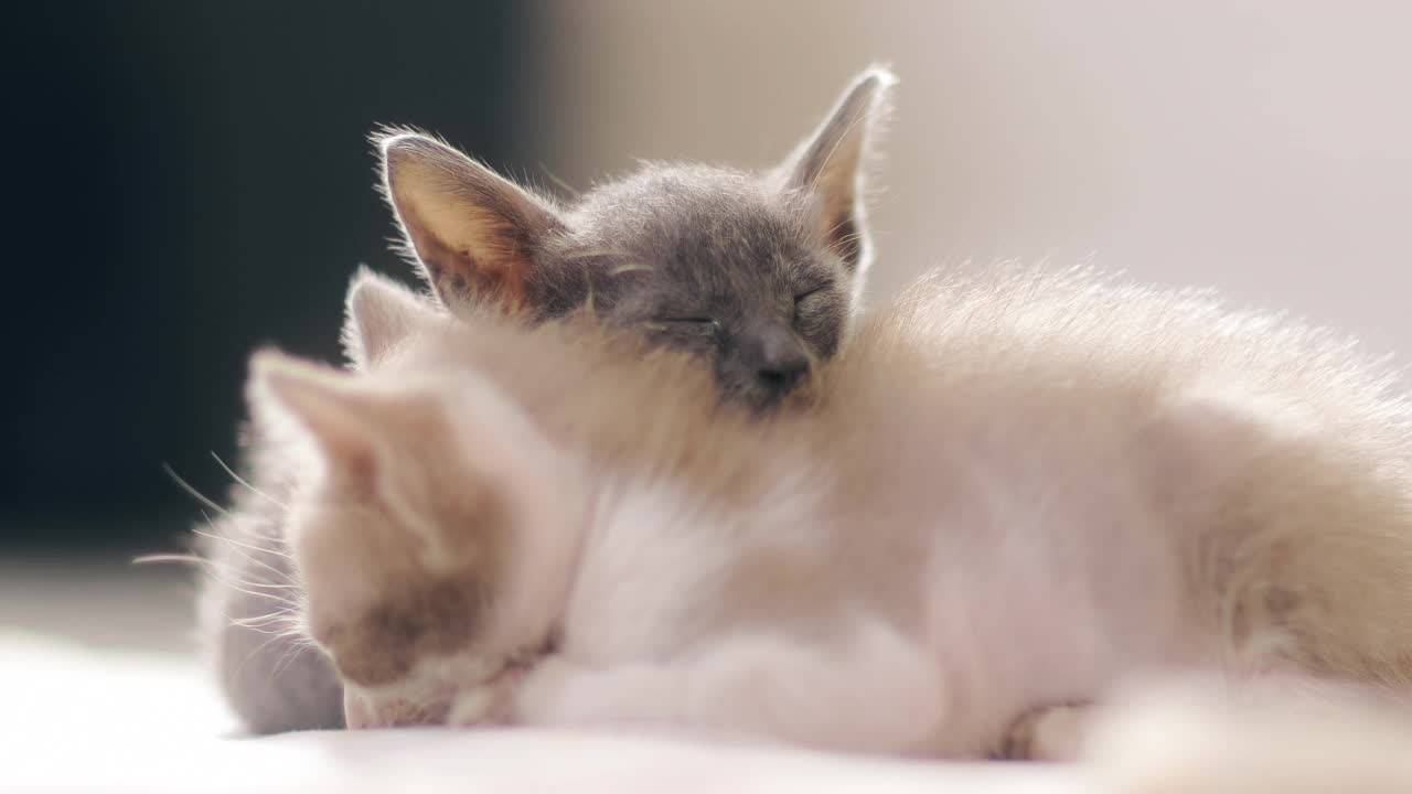 睡觉毛茸茸的猫视频素材