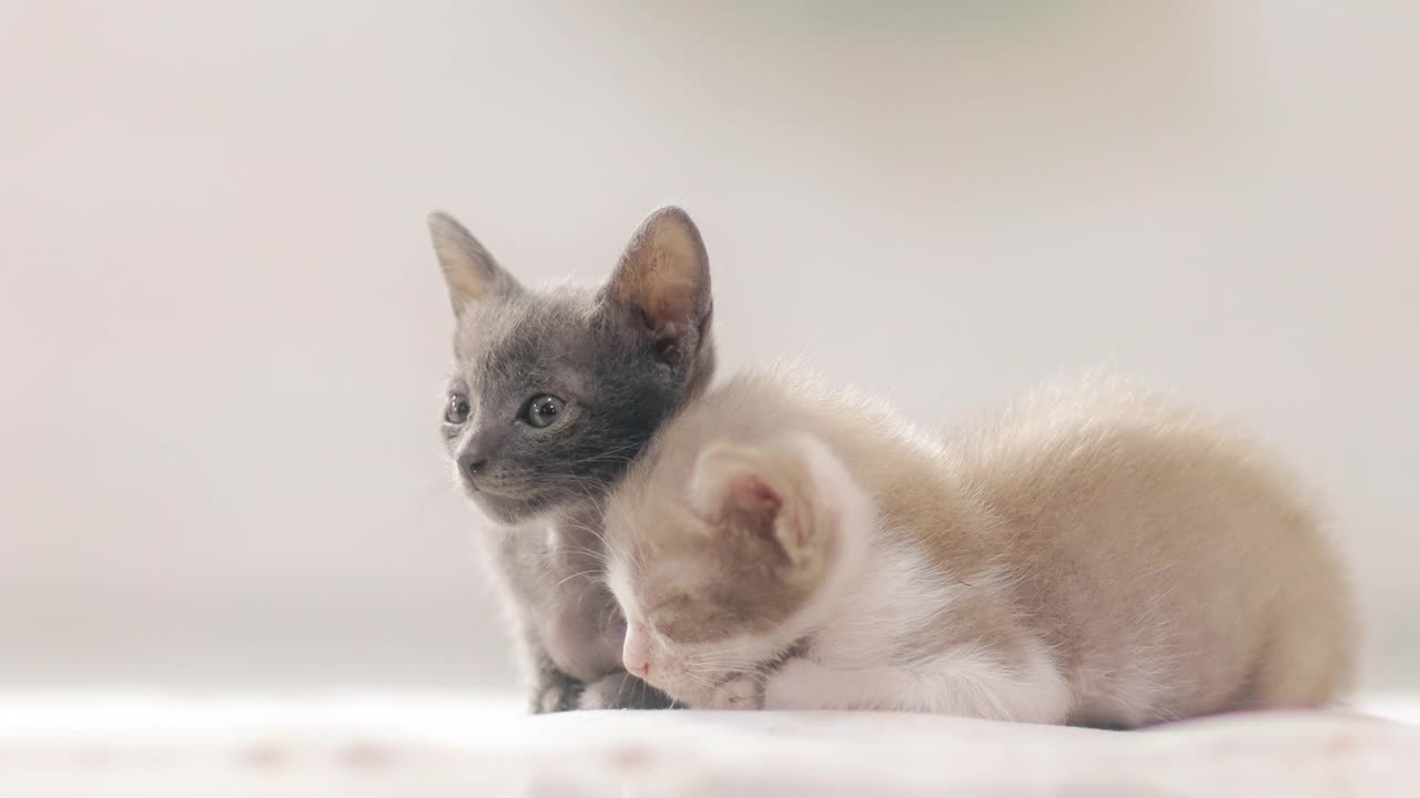 睡觉毛茸茸的猫视频素材