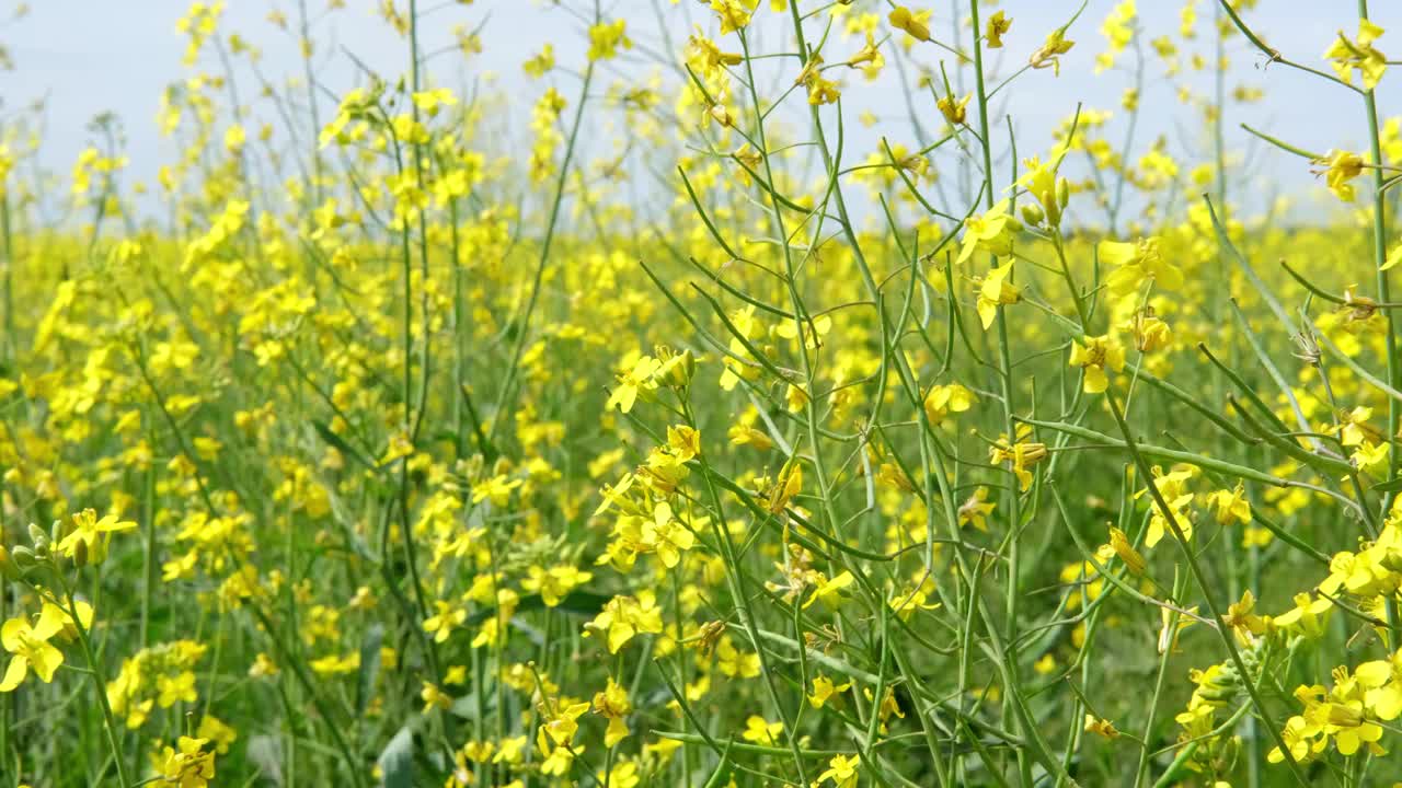 盛开的油菜籽田在天空中随风摇摆背景特写。缓慢的运动。视频素材