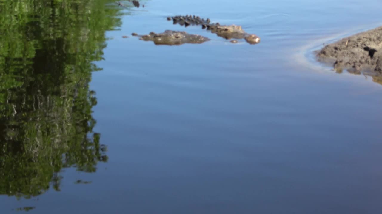 鳄鱼在水里视频素材