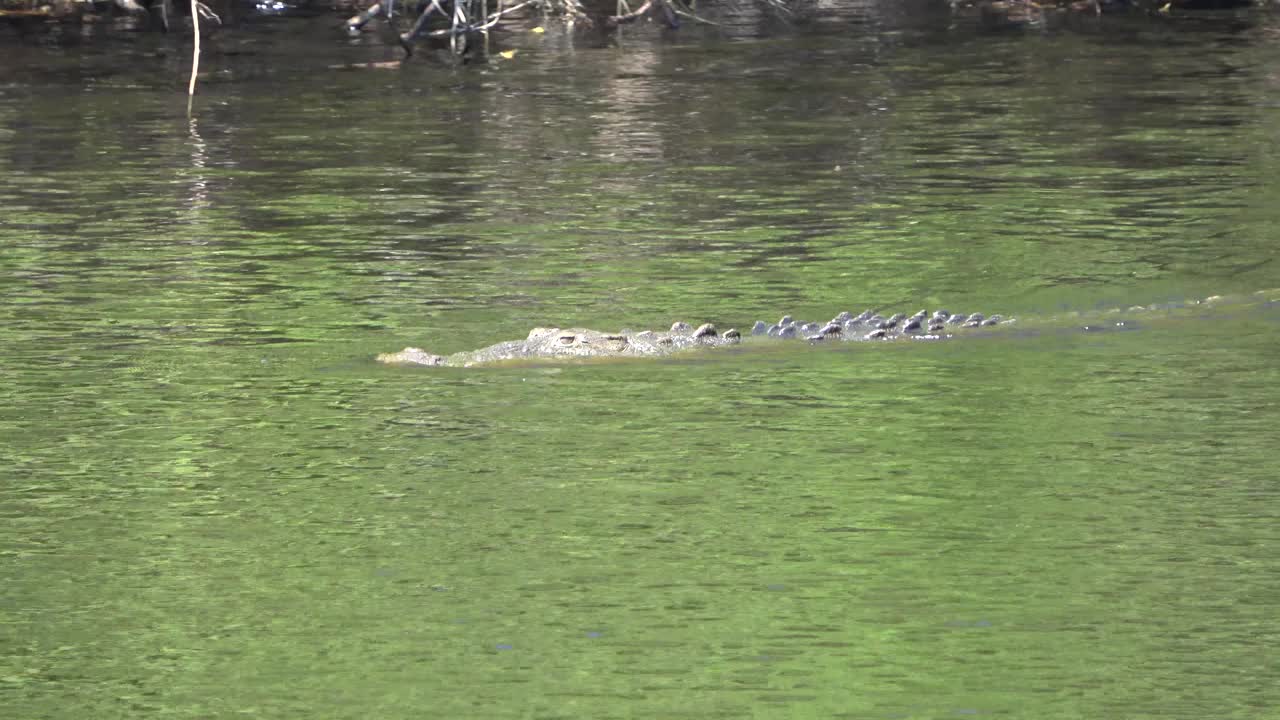 鳄鱼物种acutus,视频素材