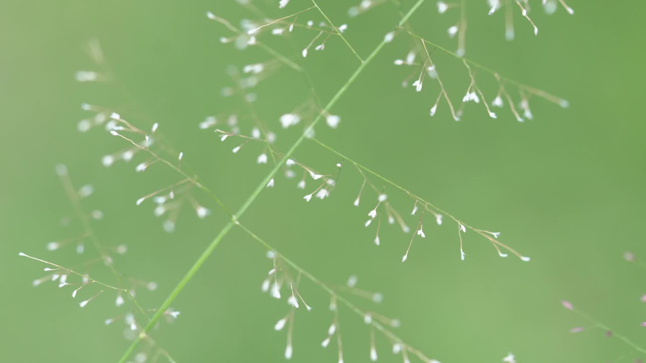 芦苇草的花视频素材