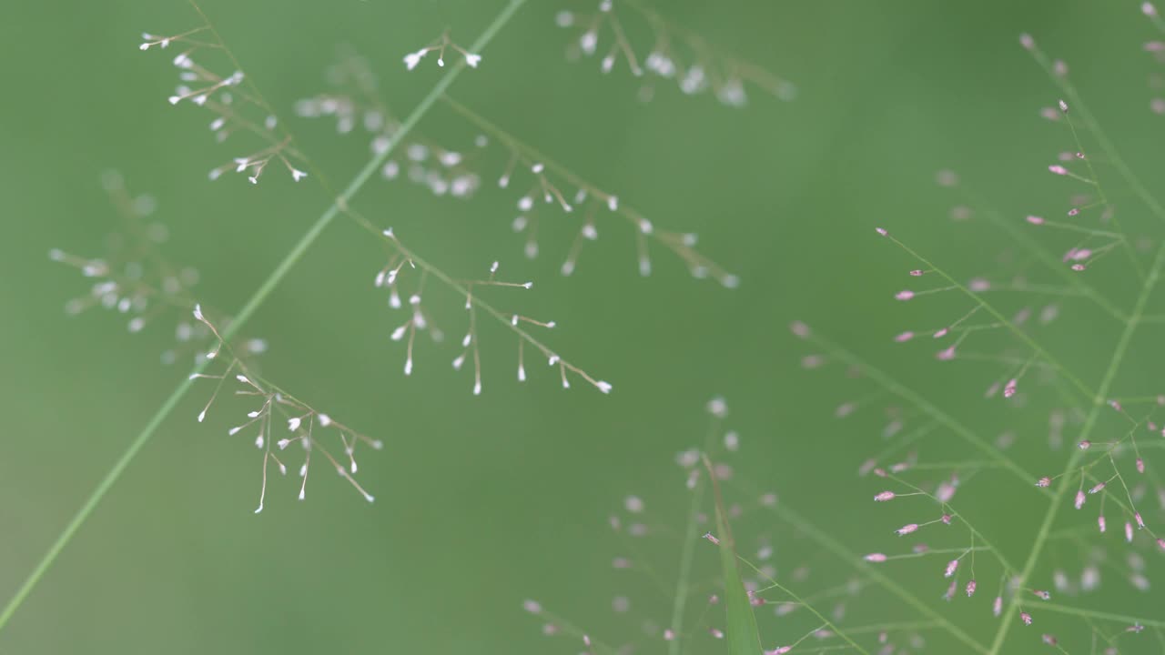 芦苇草的花视频素材