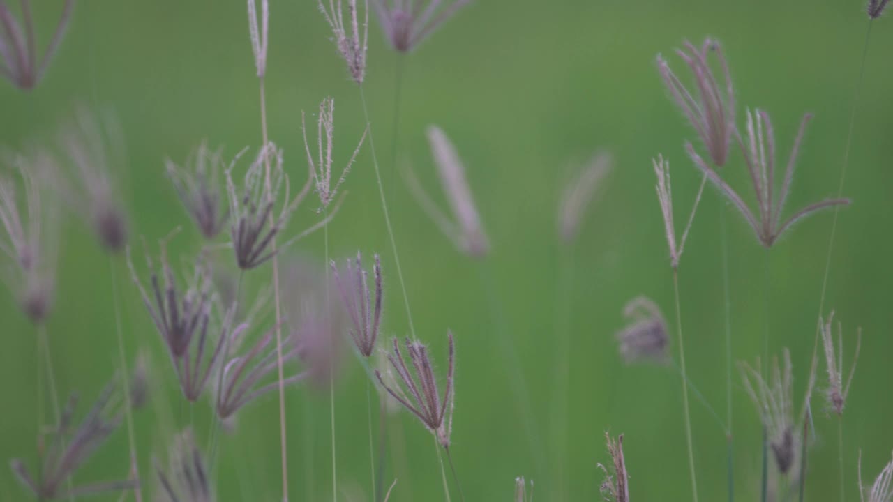 芦苇草的花视频素材