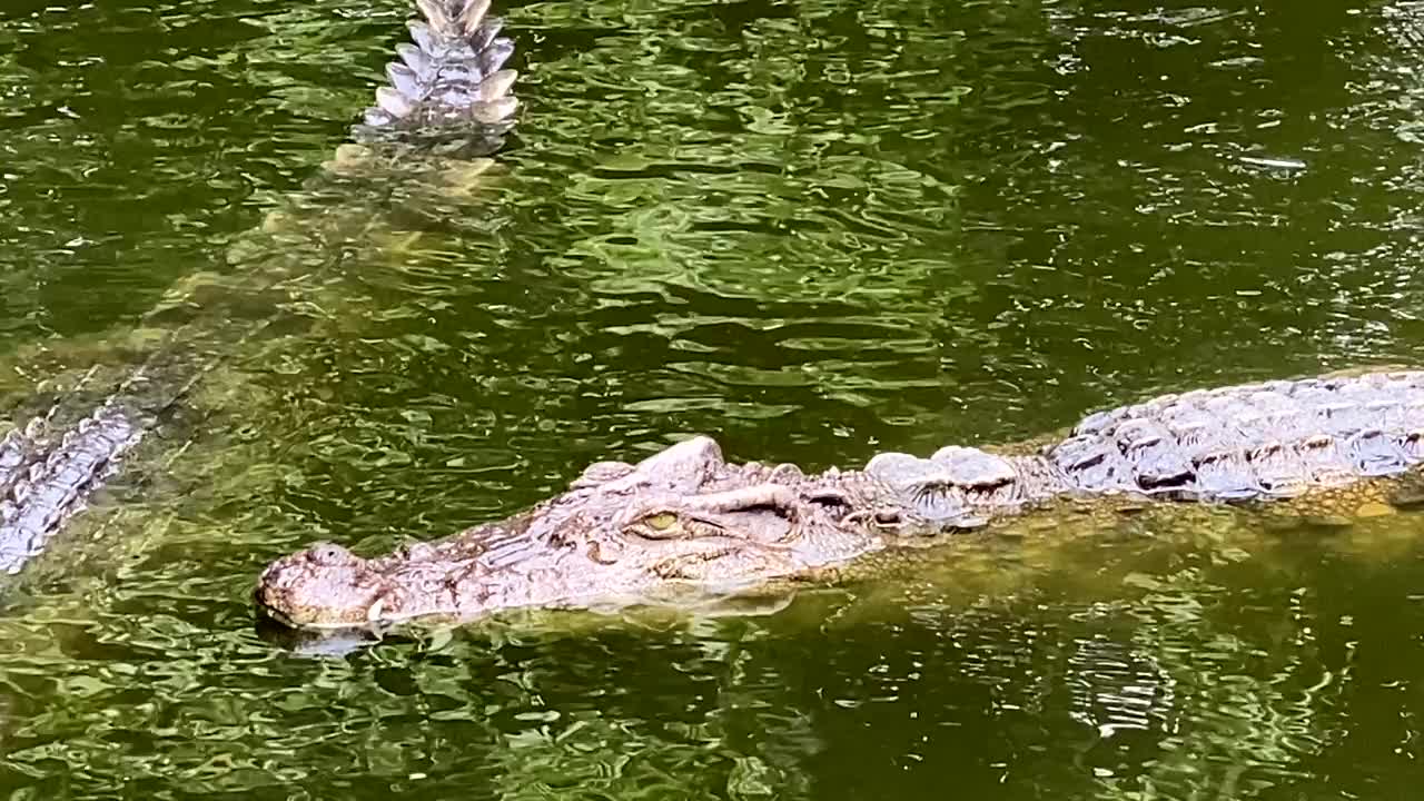 鳄鱼在池塘里游泳视频素材